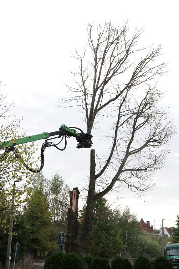 An der Bleiche hat man damit begonnen 13 B&auml;ume zu f&auml;llen