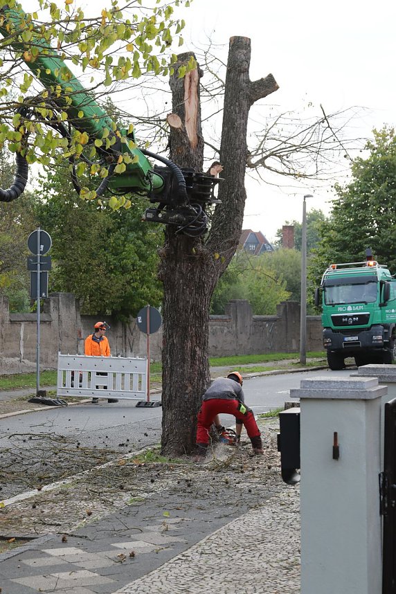 An der Bleiche hat man damit begonnen 13 B&auml;ume zu f&auml;llen