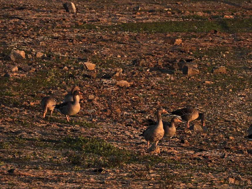 Peter Blei unterwegs am Stausee Kelbra
