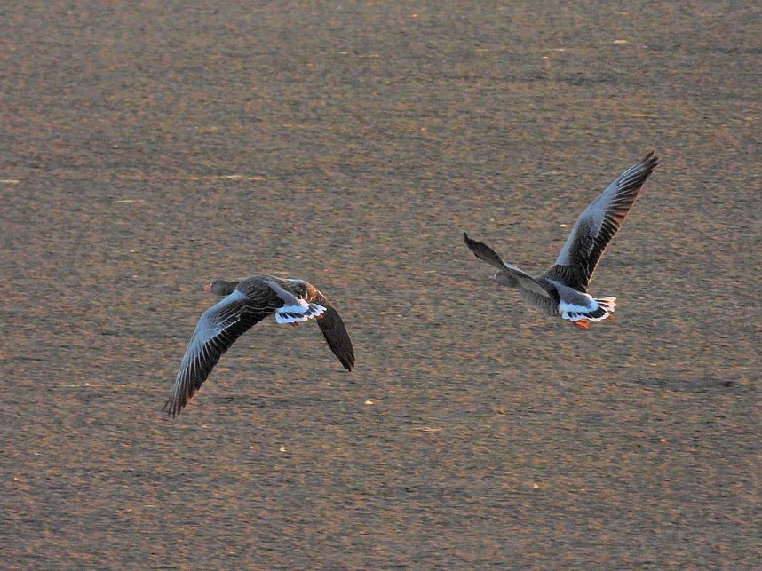 Peter Blei unterwegs am Stausee Kelbra