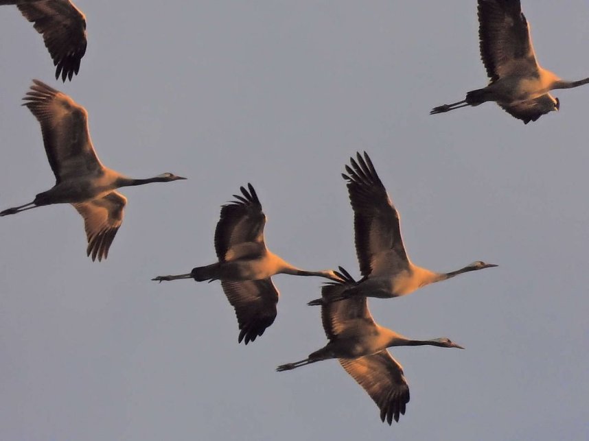 Tausende Kraniche im Anflug