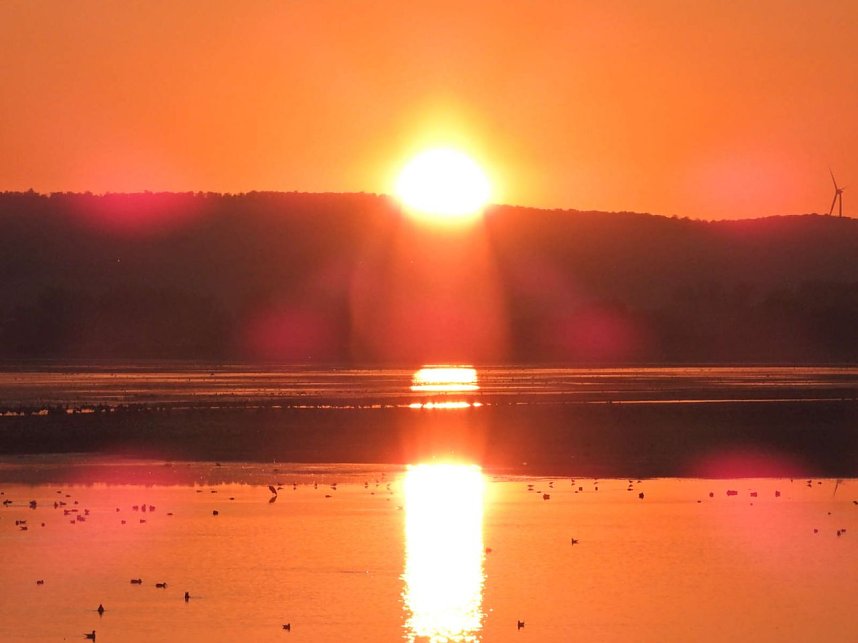 Tausende Kraniche im Anflug
