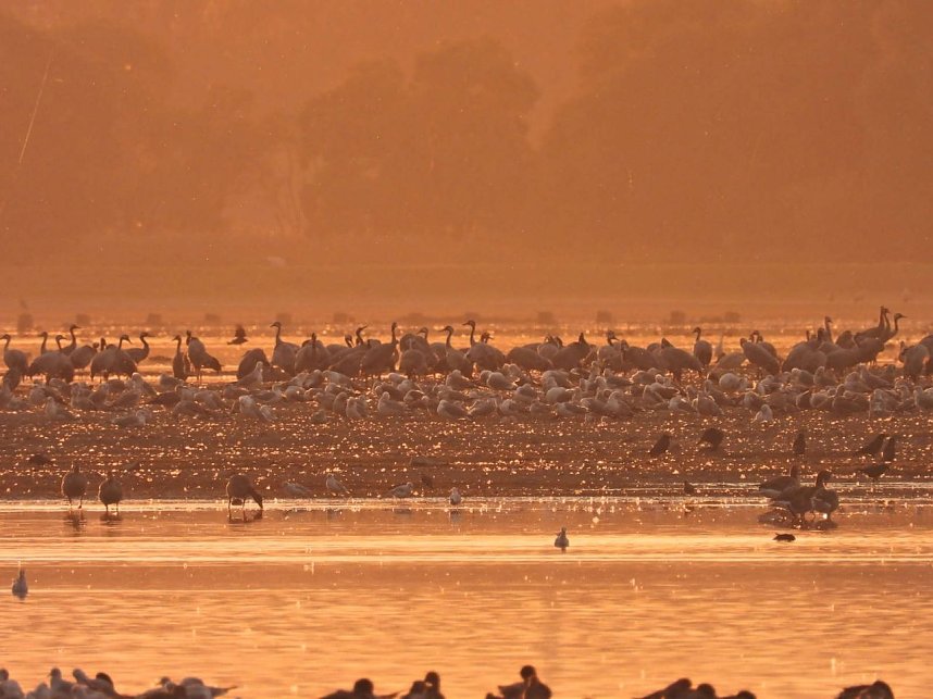 Tausende Kraniche im Anflug