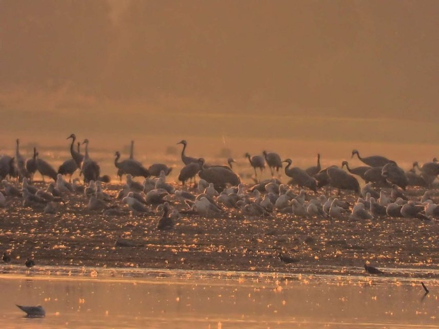 Tausende Kraniche im Anflug