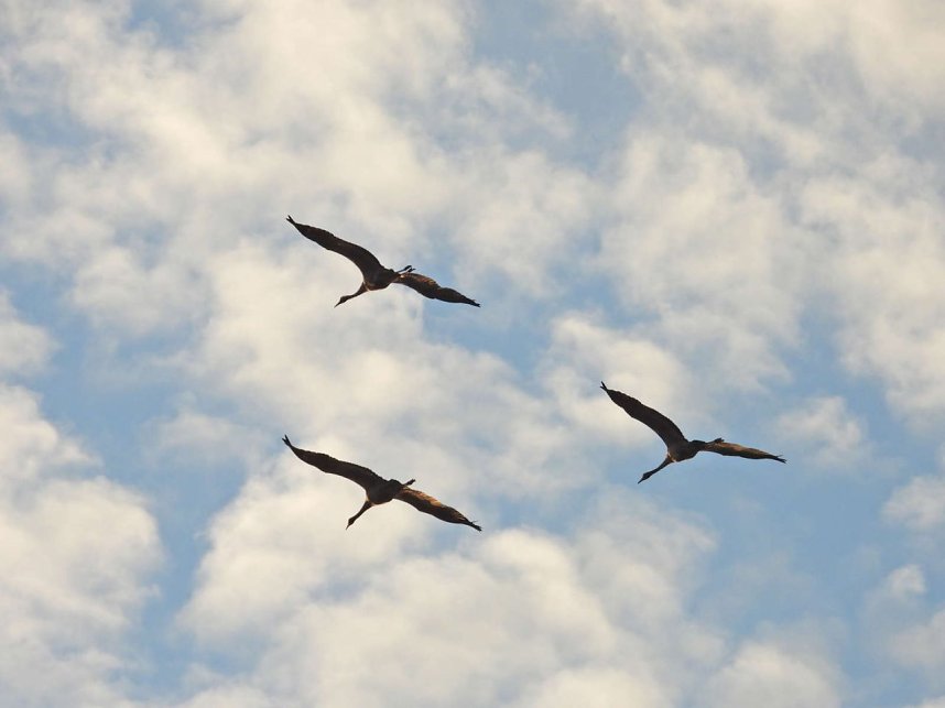 Tausende Kraniche im Anflug