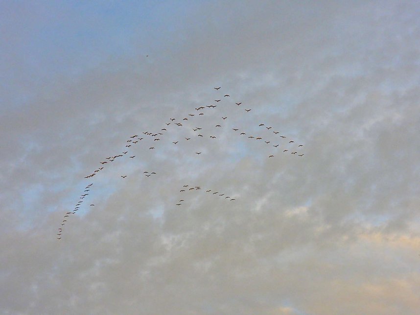 Tausende Kraniche im Anflug