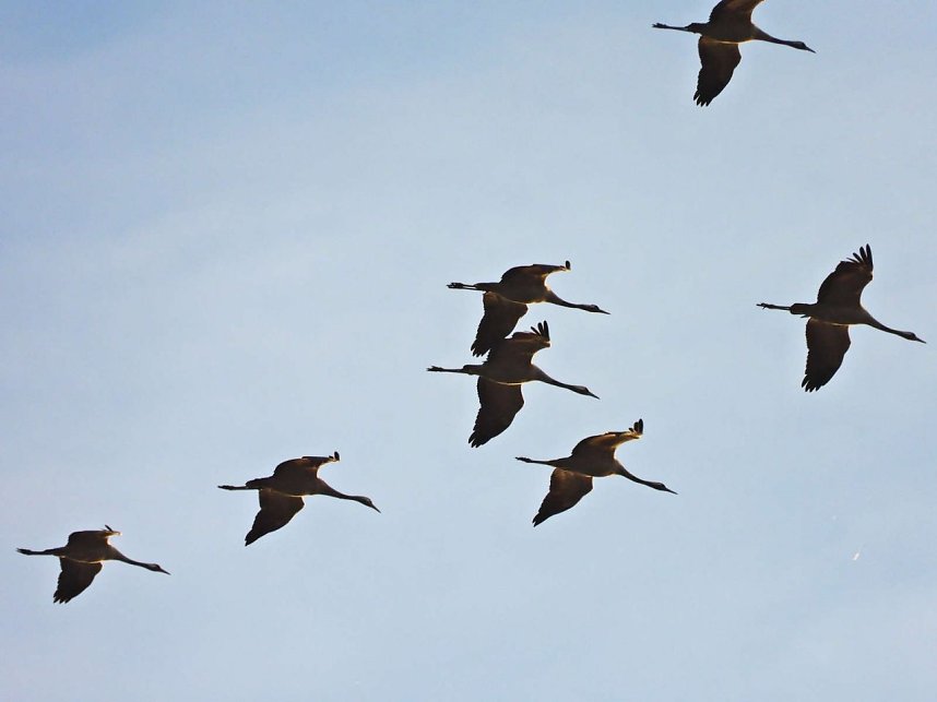 Tausende Kraniche im Anflug