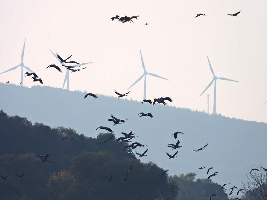 Tausende Kraniche im Anflug