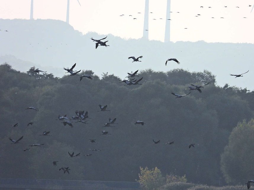 Tausende Kraniche im Anflug