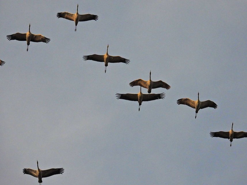 Tausende Kraniche im Anflug