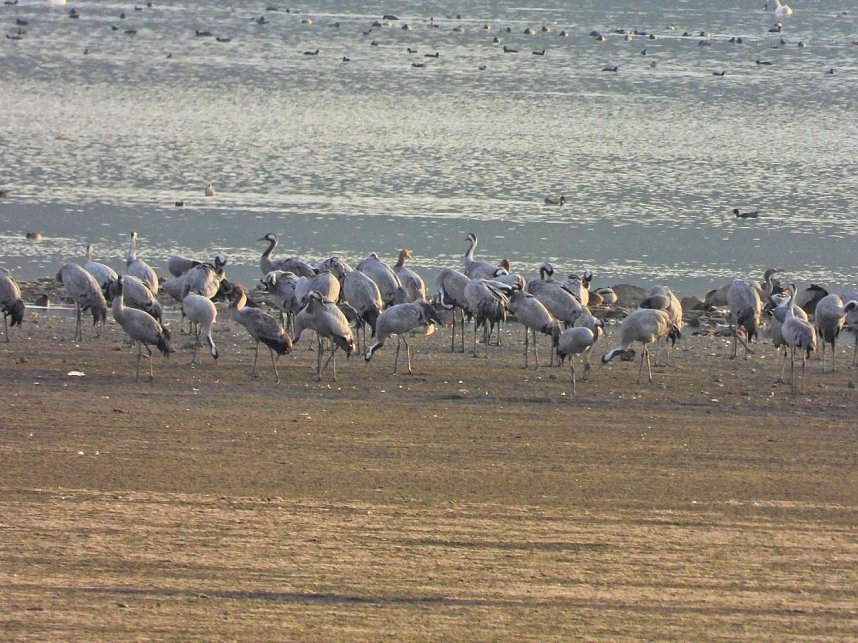 Tausende Kraniche im Anflug
