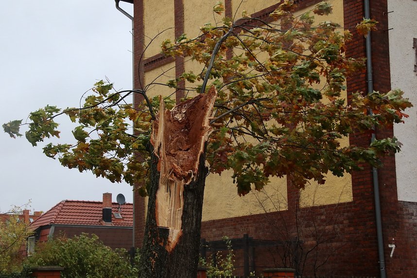 Umgeknickte Eiche in der Neanderstra&szlig;e