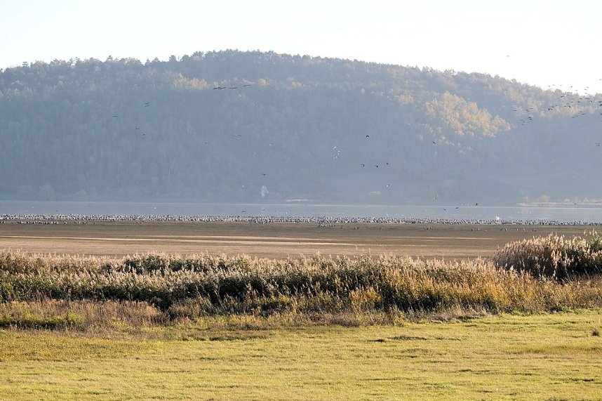Kranichrast und Menschenauflauf