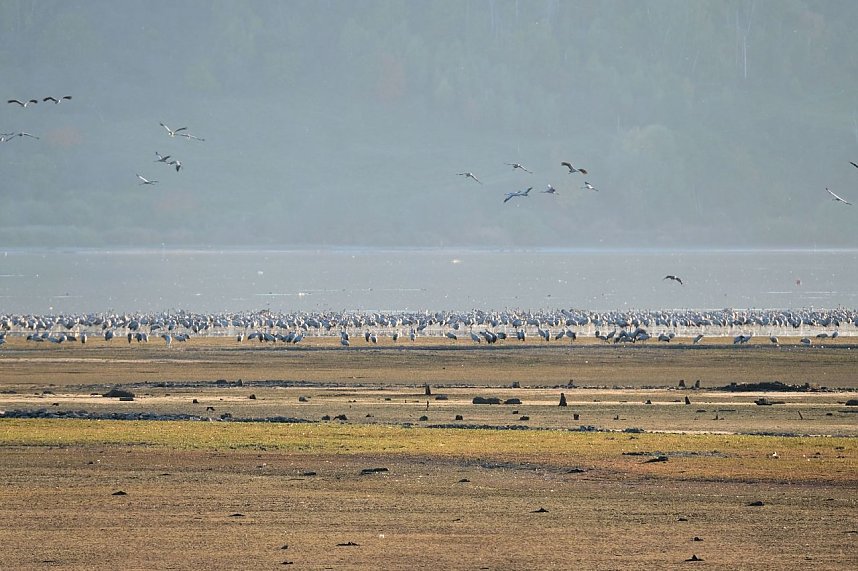 Kranichrast und Menschenauflauf