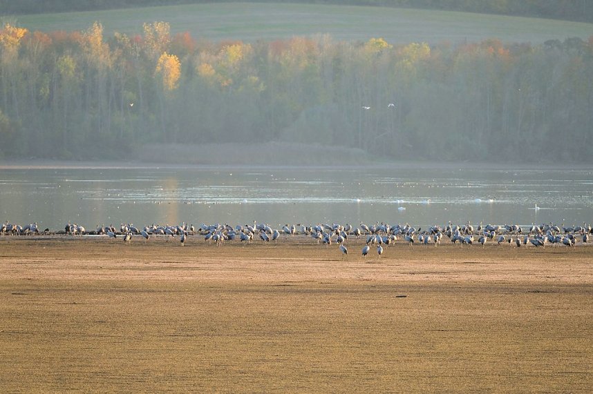 Kranichrast und Menschenauflauf