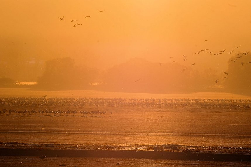 Kranichrast und Menschenauflauf