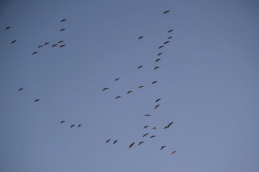 Kranichrast und Menschenauflauf