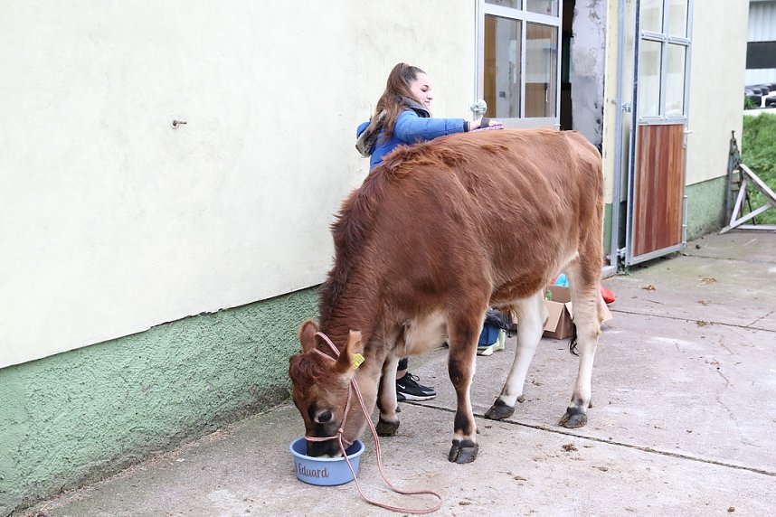 Adventsausflug mit dem Ochsen Tabaluga