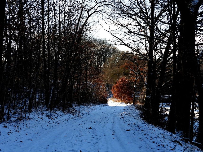 Winterspaziergang am Rosenteich