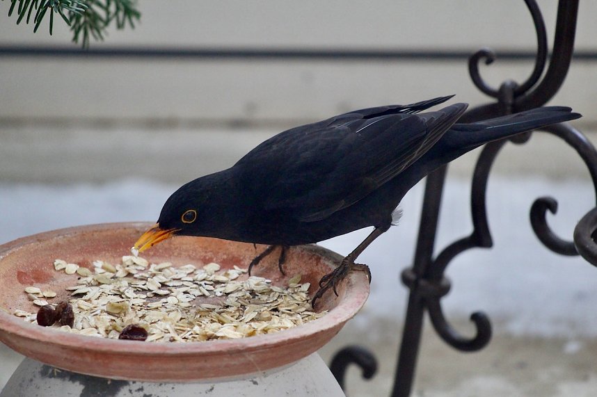 Amsel beim Fressen