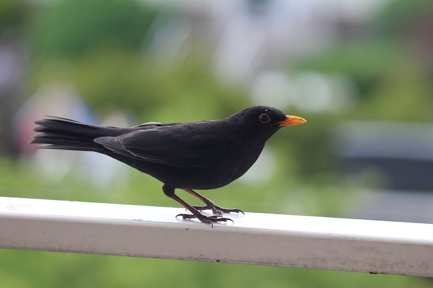 Amsel (Schwarzdrossel) im Sommer