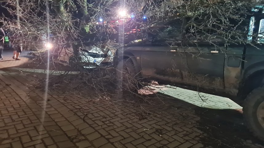 Morscher Baum begrub zwei Fahrzeuge unter sich