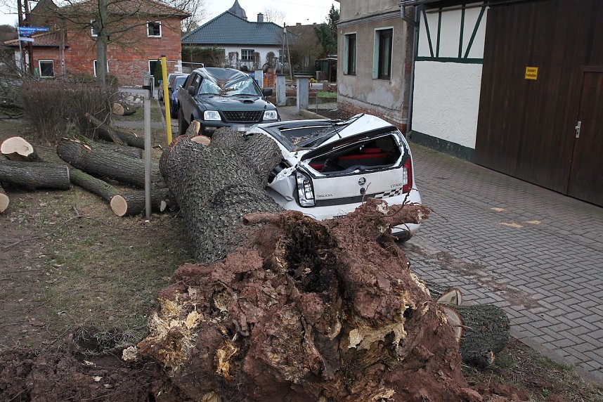 Morscher Baum begrub zwei Fahrzeuge unter sich