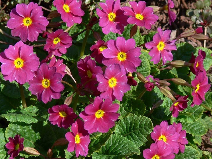 Fr&uuml;hlingserwachen