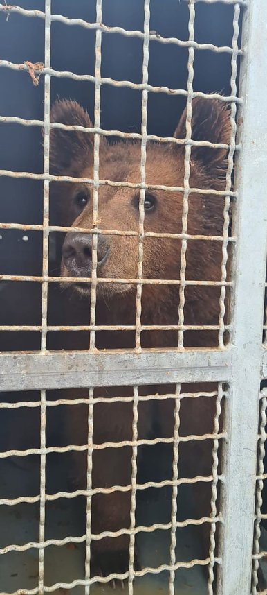 Eine ungew&ouml;hnliche Rettungsaktion f&uuml;hrte die Mitarbeiter des B&auml;renparks bis in die Ukraine