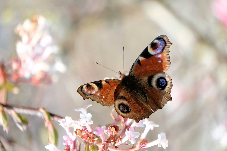 Fr&uuml;hlingserwachen in der Promenade