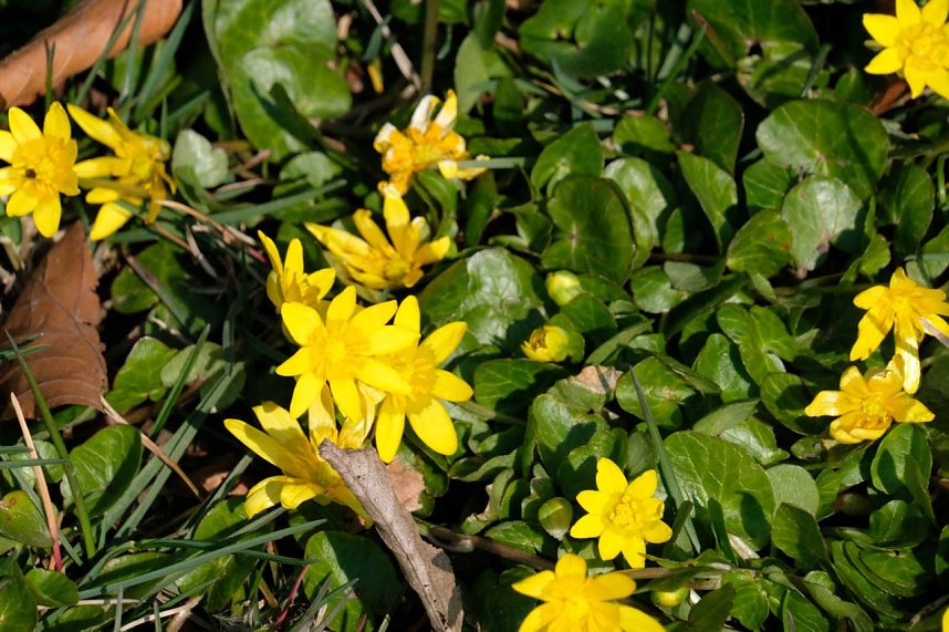Fr&uuml;hlingserwachen in der Promenade