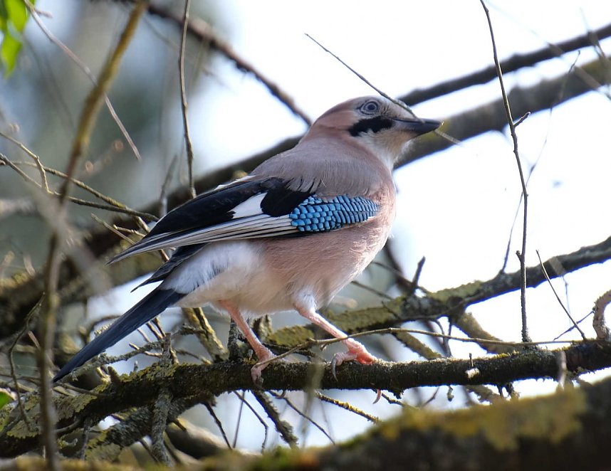 Fr&uuml;hlingserwachen in der Promenade