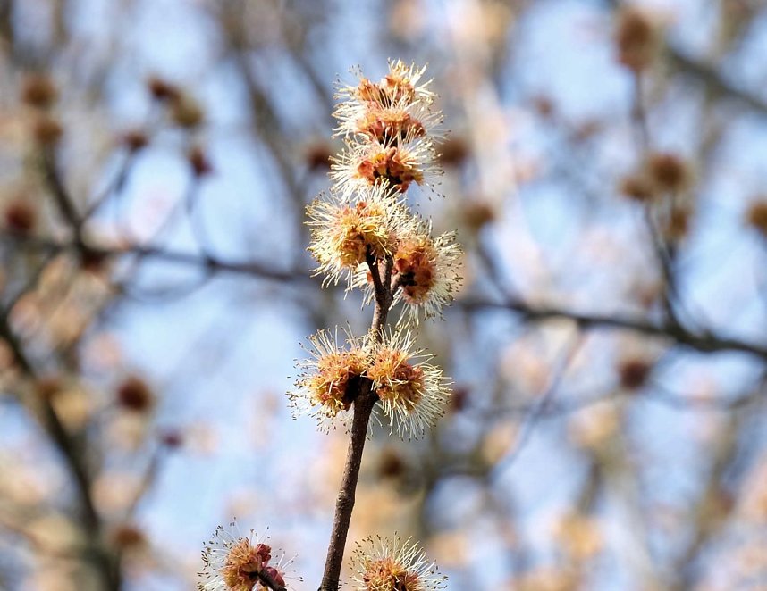 Fr&uuml;hlingserwachen in der Promenade