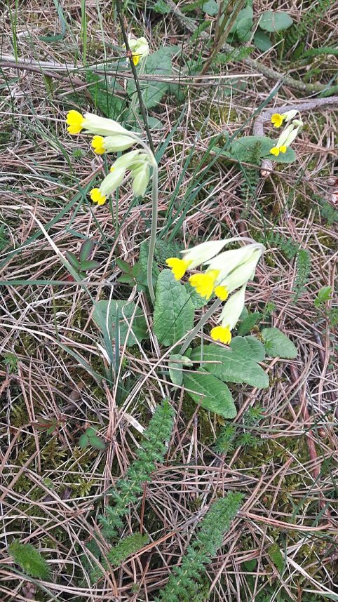 Der Harzklub Auleben l&auml;dt in diesem Jahr wieder zur Fr&uuml;hlingswanderung