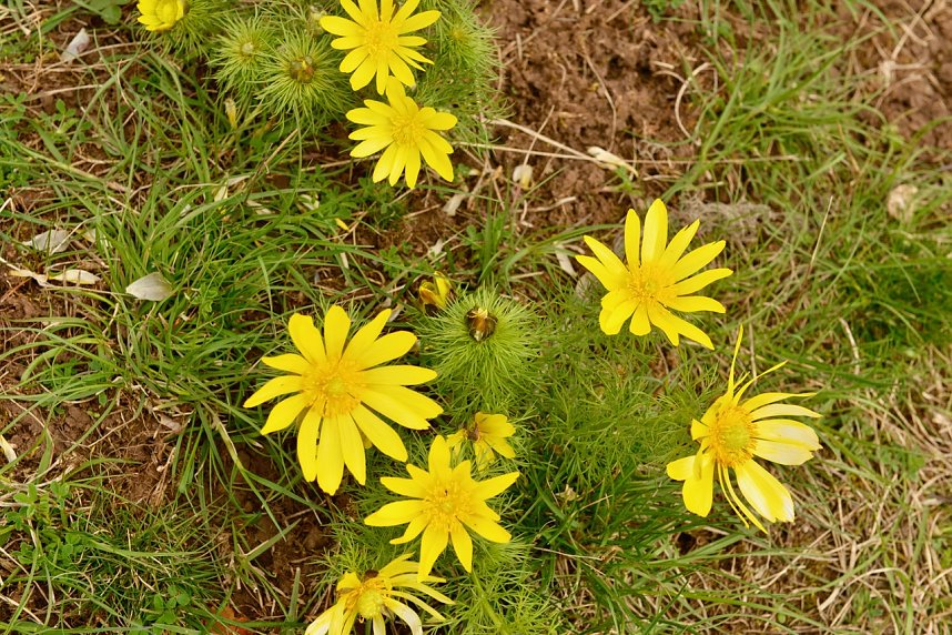 Der Harzklub Auleben l&auml;dt in diesem Jahr wieder zur Fr&uuml;hlingswanderung