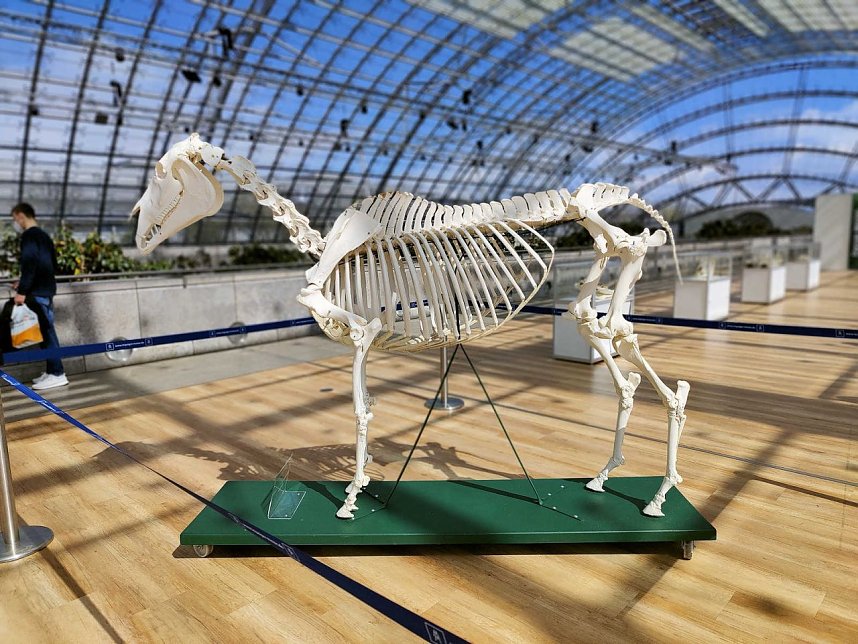 Peter Blei unterwegs auf der "Partner Pferd" in Leipzig