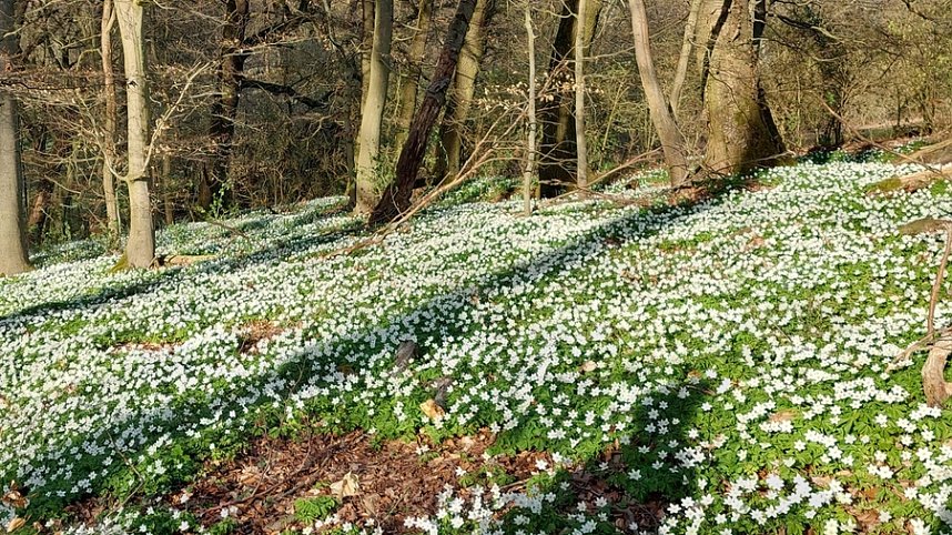 Buschwindr&ouml;schen wohin das Auge blickt