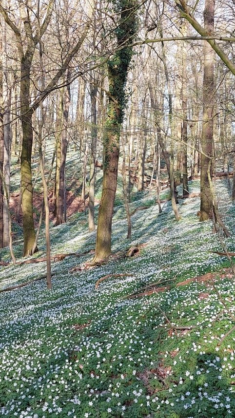 Buschwindr&ouml;schen wohin das Auge blickt