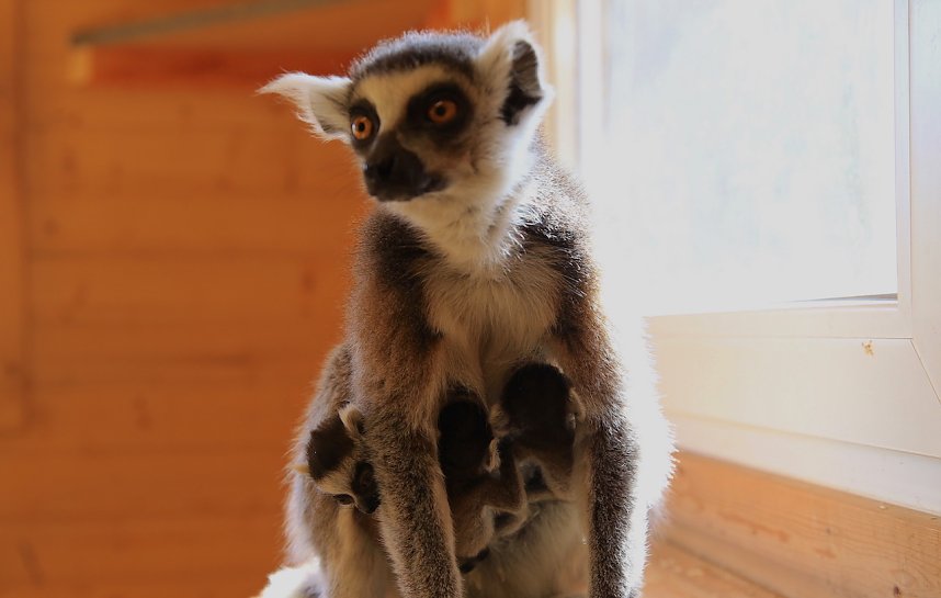 Kattaweibchen adoptiert fremdes Affenbaby
