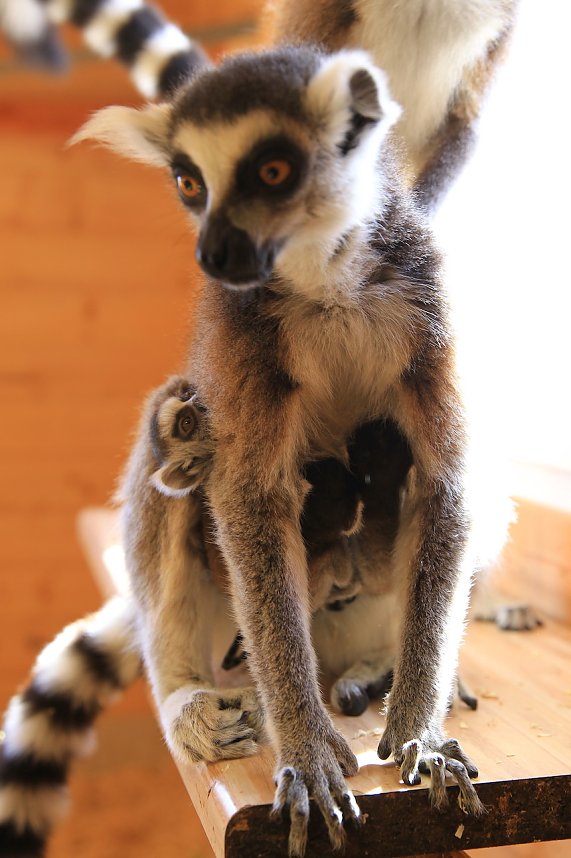 Kattaweibchen adoptiert fremdes Affenbaby