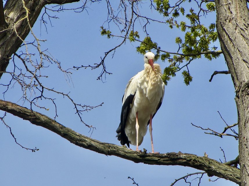 Brutzeit der St&ouml;rche hat begonnen