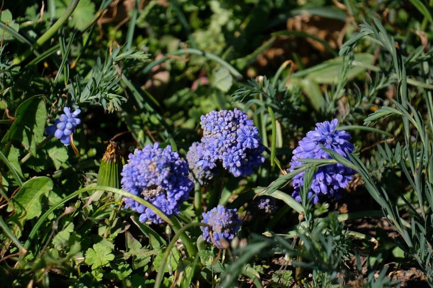 Peter Blei auf Osterspaziergang