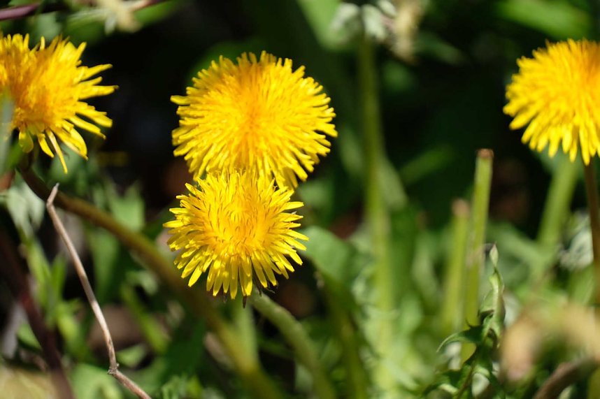 Peter Blei auf Osterspaziergang