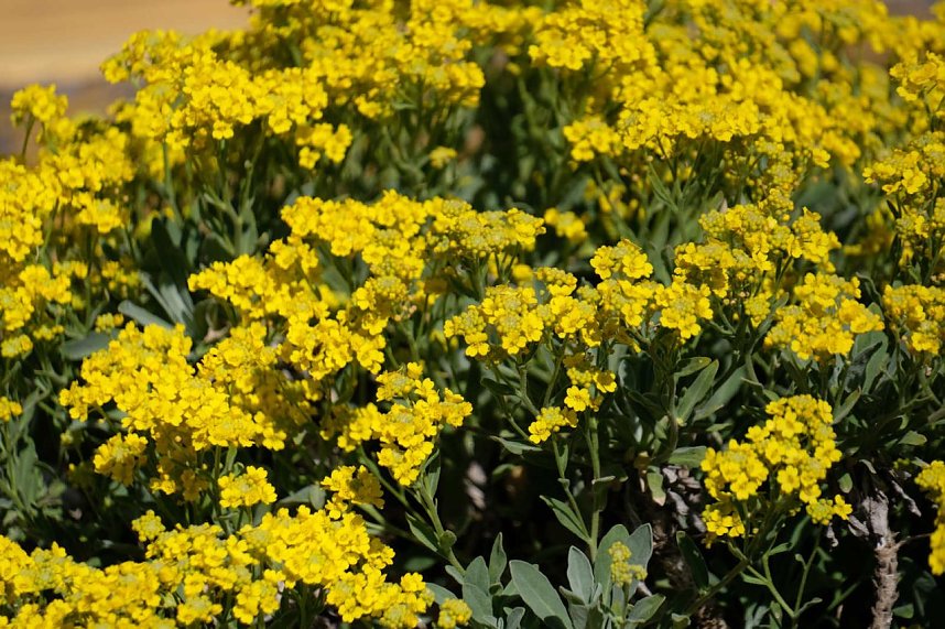 Peter Blei auf Osterspaziergang