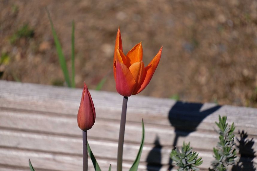 Peter Blei auf Osterspaziergang
