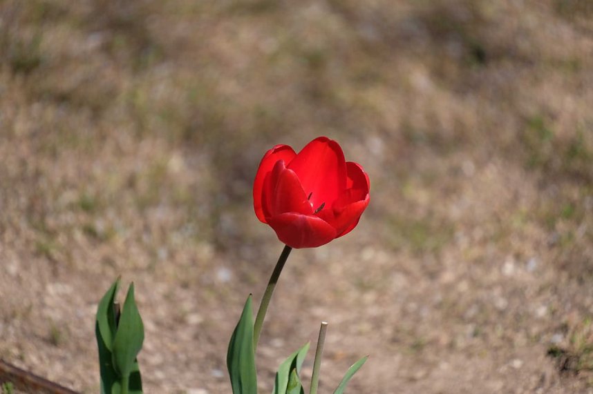 Peter Blei auf Osterspaziergang