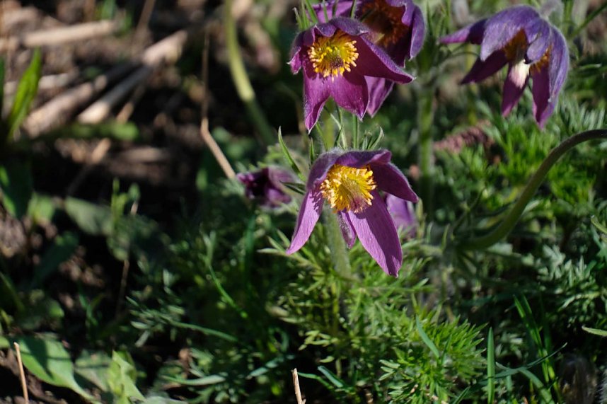Peter Blei auf Osterspaziergang
