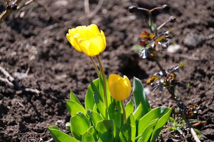 Peter Blei auf Osterspaziergang
