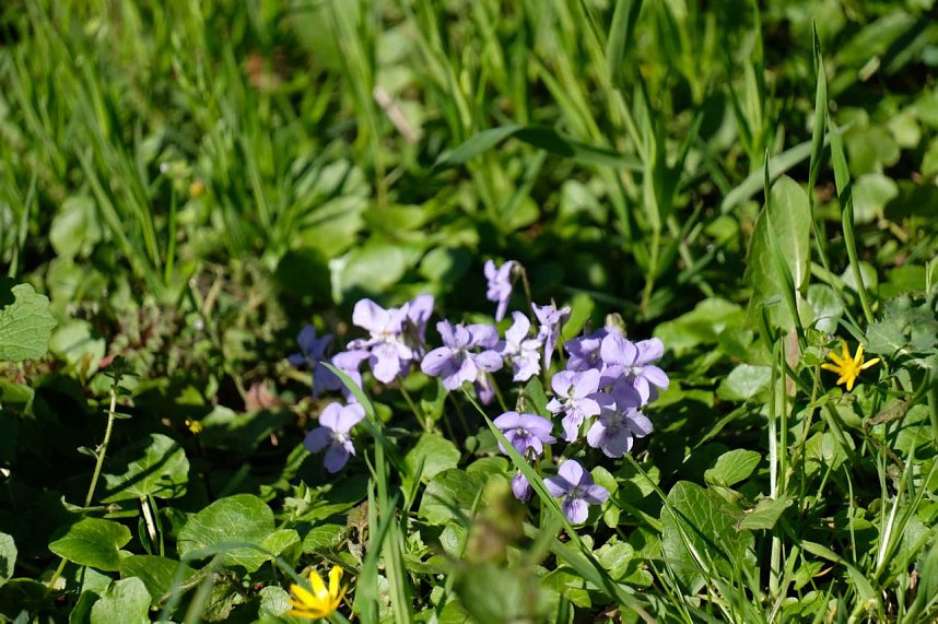 Peter Blei auf Osterspaziergang