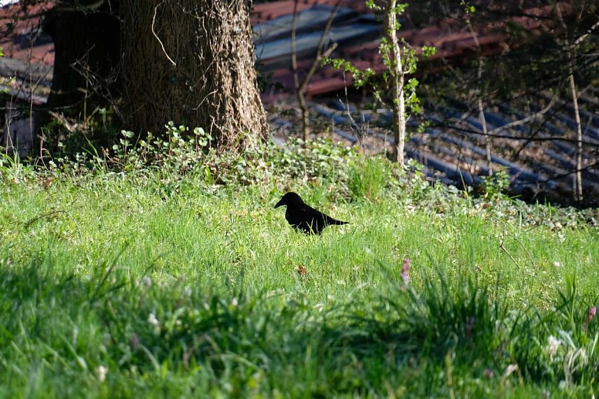 Peter Blei auf Osterspaziergang